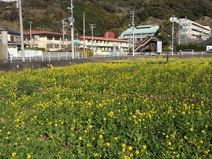 南伊豆町 日野 菜の花畑