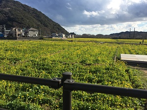 南伊豆町 日野 菜の花畑