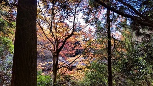 箱根神社(九頭龍神社)の紅葉