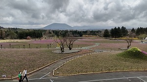 富士芝桜まつり 展望台の上から