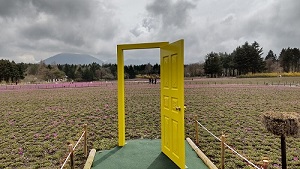 富士芝桜まつり 幸せの黄色い扉