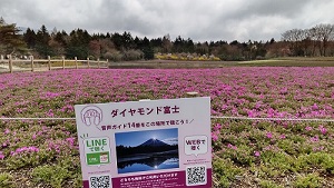 富士芝桜まつり 晴れていればここから富士山が