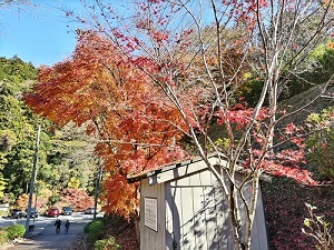 滝見苑けんこう村 ごりやくの湯 紅葉の写真です